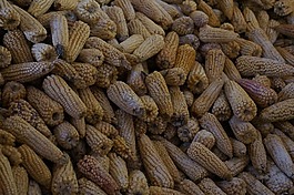 cob,玉米,食品
