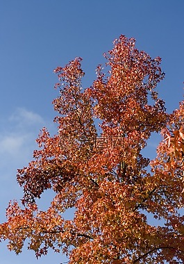 皇冠,红色,黄金