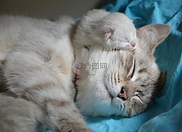 小猫的妈妈,猫,婴儿的小猫