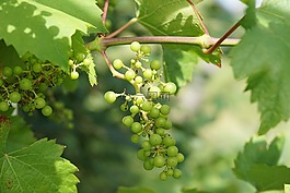 酒,葡萄,葡萄种植