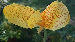 花,哇,风格
