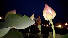 花,荷花,莲花