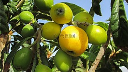 枸杞子,水果,树