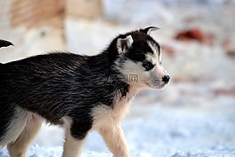 哈士奇,雪橇,狗