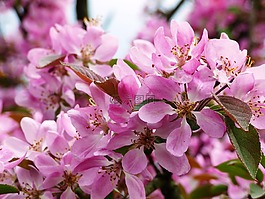 花,鲜花,木兰