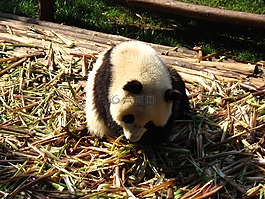 熊猫,四川,萌