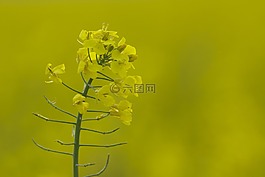 油菜,油菜开花,黄色