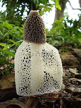 阴茎indusiatus,菌类,stinkhorn