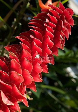益智仁,花,热带