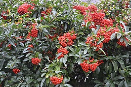 植物,灌木,绿色的红树叶浆果