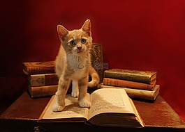 家养,猫,小