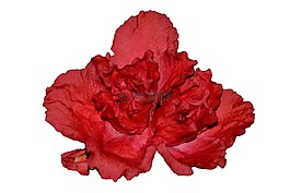 花卉,秋海棠,粉红色的花