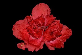 花卉,秋海棠,粉红色的花