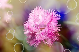 花,香石竹,开花