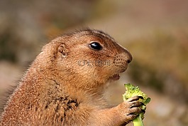 草原土拨鼠,灭鼠,动物