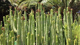 仙人掌,穿得嫩黄嫩黄大戟,大戟 canariensis