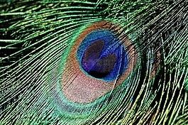 孔雀羽毛,虹彩,鸟