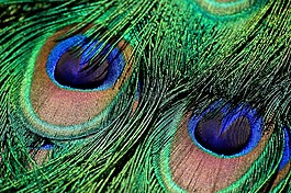 孔雀羽毛,虹彩,绿色