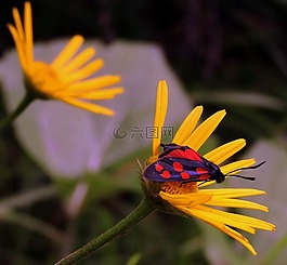 蝴蝶,花,美容
