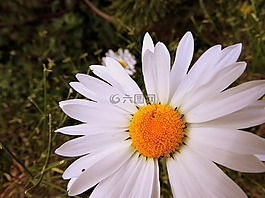 玛格丽特,花,美容