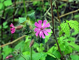 红坎皮恩,红 catchfly,silene dioica