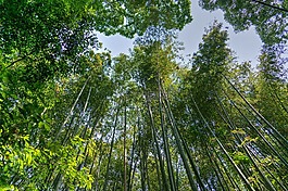 日本,岚山,竹林