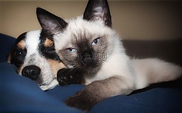 狗,小猫,猫