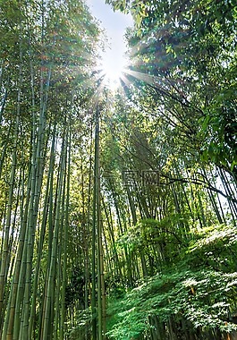 日本,岚山,竹林