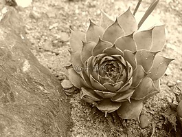 netřeska,花,石