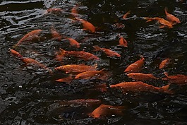 鱼,生机,金鱼