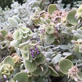 植物,绿色的植物,花园