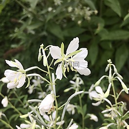 植物,绿色的植物,花园