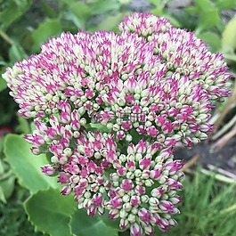 植物,绿色的植物,花园