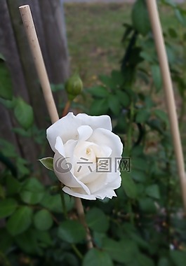 白色的玫瑰花蕾,玫瑰花丛,花
