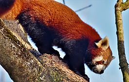 熊猫,棕熊猫,红熊猫