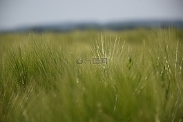 灵感,游戏聚焦,神秘