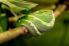 蛇,绿色,宏