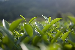 茶叶,茶芽,逆光