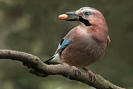 jay 于 ast,在它的喙花生,花园