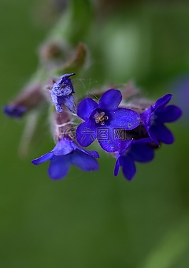 矢车菊,营地,花卉