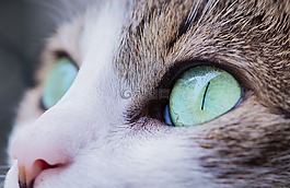动物,动物摄影,猫