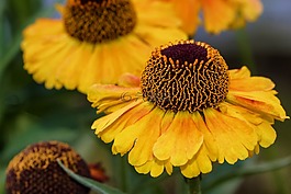 孙酿造,helenium,复合材料