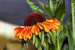 孙酿造,helenium,复合材料