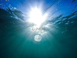 动物,动物摄影,鱼