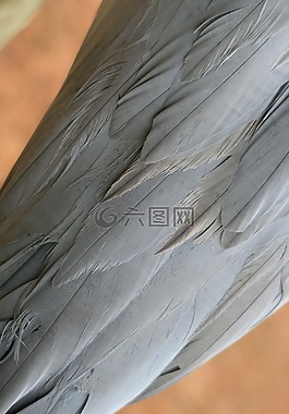 蓝鹤,羽毛,蓝灰色