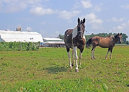 农场,马匹,马