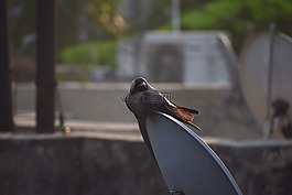 家鸦,乌鸦,grey-颈