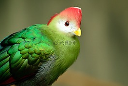 红冠冠蕉鹃,鸟,红绿