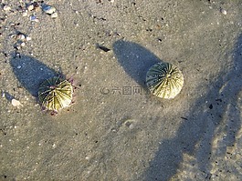 jeżowca,mar,沙
