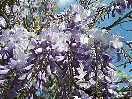 花卉,映山红,淡紫色的
